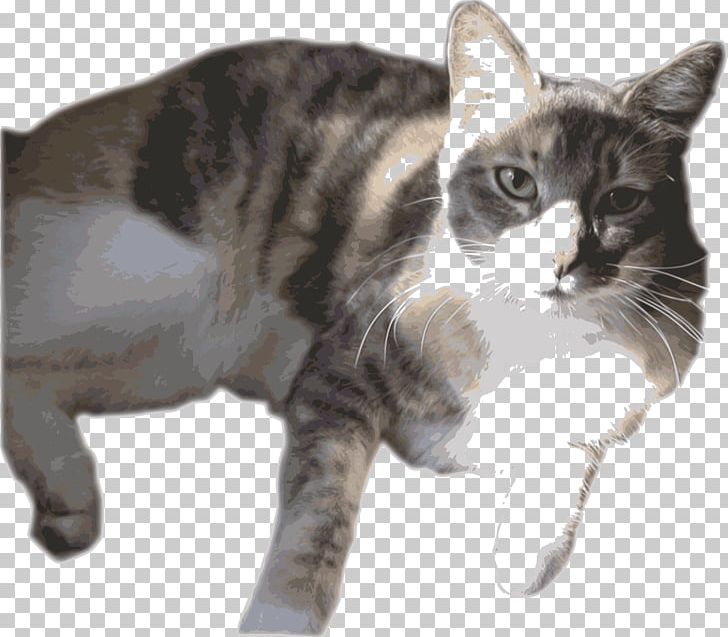 American Shorthair Manx Cat American Wirehair European Shorthair California Spangled PNG, Clipart, American Wirehair, Animal, Asian, British Shorthair, California Spangled Free PNG Download