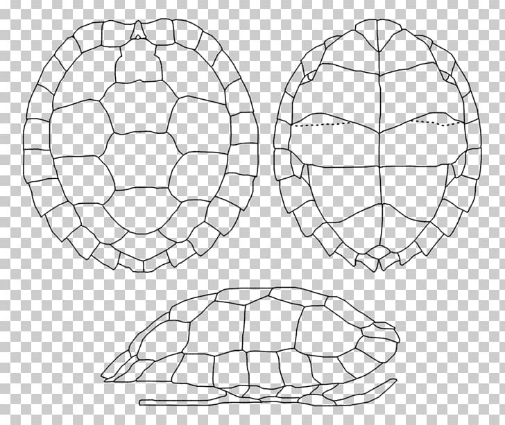 Asian Leaf Turtle Turtle Shell Carapace Coiraza PNG, Clipart, Angle, Animals, Area, Asian Box Turtle, Ball Free PNG Download