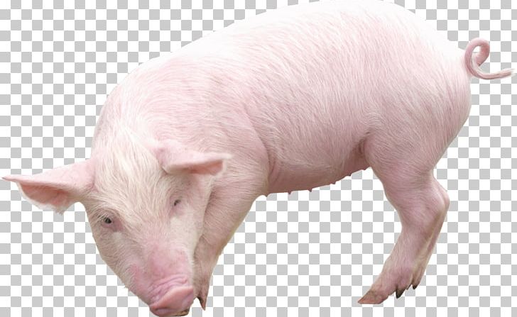 Domestic Pig PNG, Clipart, Animals, Desktop Wallpaper, Domestic Pig, Download, Fauna Free PNG Download