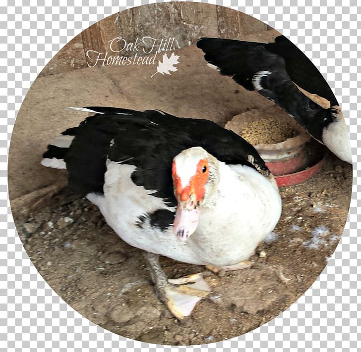 Duck Beak Puffin Fauna PNG, Clipart, Animals, Beak, Bird, Duck, Ducks Geese And Swans Free PNG Download