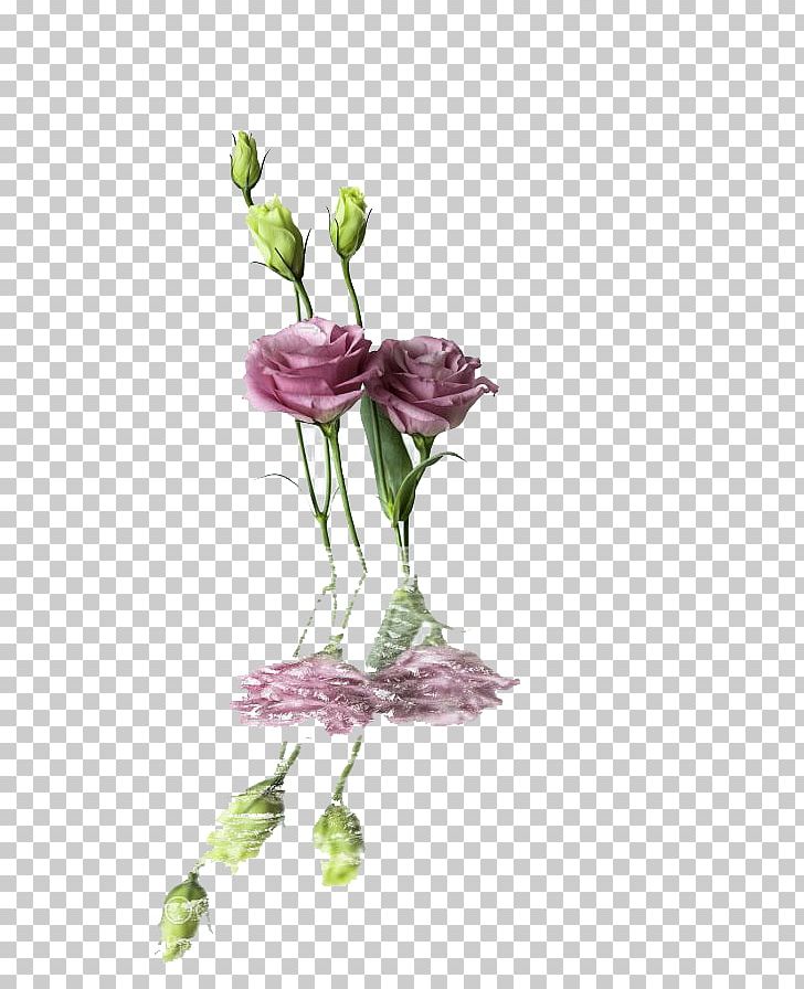 Garden Roses Centifolia Roses Beach Rose Pink PNG, Clipart, Bones, Decorated, Deductible, Flower, Flower Arranging Free PNG Download