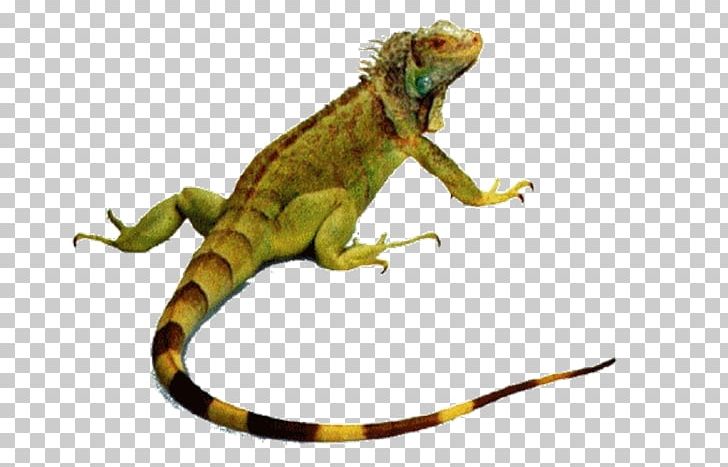 Reptile Lizard Chameleons Green Iguana Snake PNG, Clipart, Chameleons, Green Iguana, Lizard, Reptile, Snake Free PNG Download