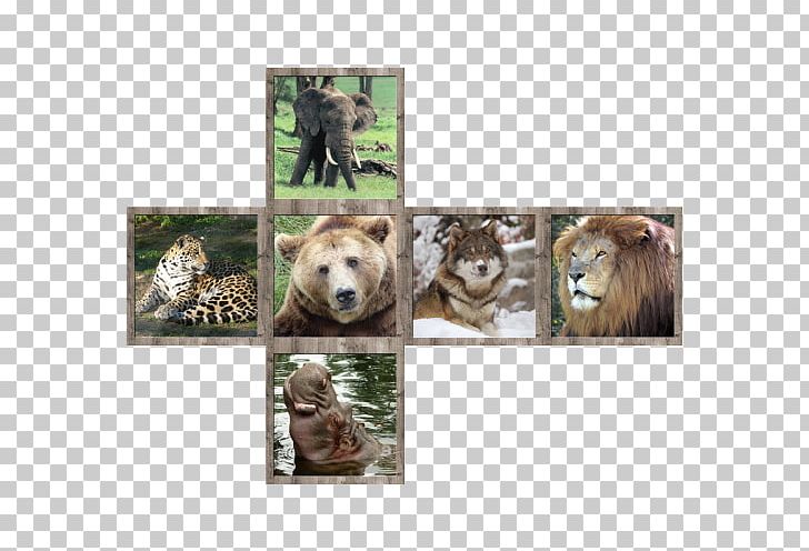 V-Cube 7 Wildlife Animal Cat PNG, Clipart, Animal, Animals, Animal Sauvage, Art, Bear Free PNG Download