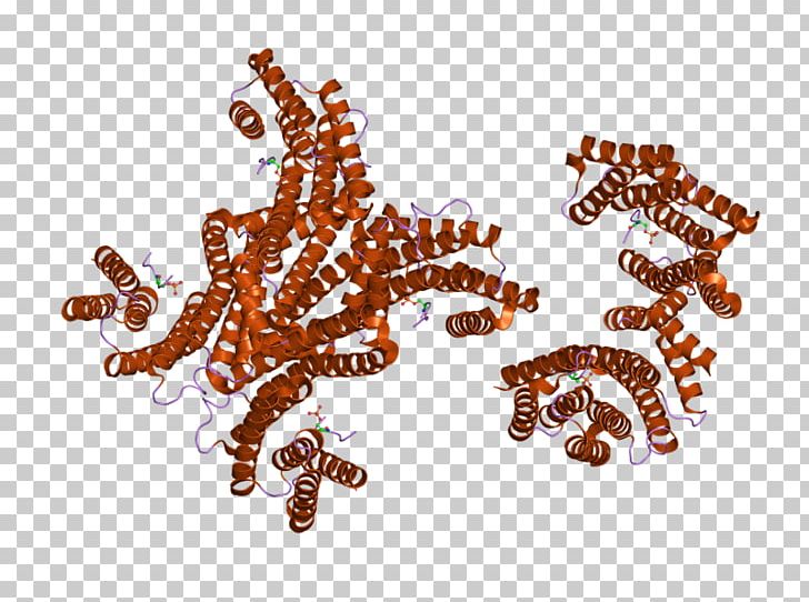 YWHAG 14-3-3 Protein Gene Invertebrate PNG, Clipart, 1433 Protein, Animal, Animal Figure, Crystal, Crystal Structure Free PNG Download