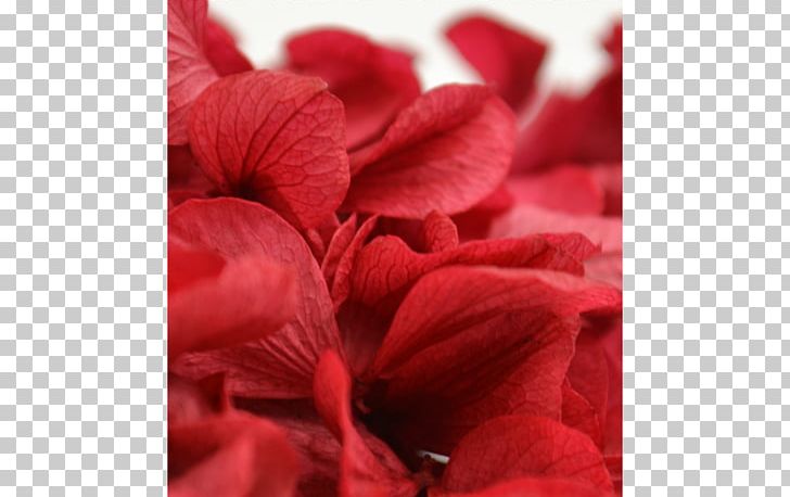 Close-up PNG, Clipart, Closeup, Closeup, Flower, Magenta, Others Free PNG Download