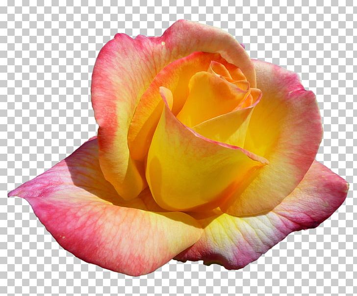 Garden Roses Il Paradiso Dei Fiori 2 Cabbage Rose Rainbow Rose Floribunda PNG, Clipart, Blossom, Cabbage Rose, Cari, China Rose, Closeup Free PNG Download
