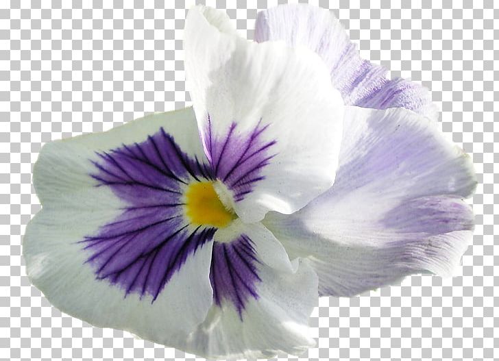 Pansy Violet Petal PNG, Clipart, Fine, Flower, Flowering Plant, Nature, Pansy Free PNG Download