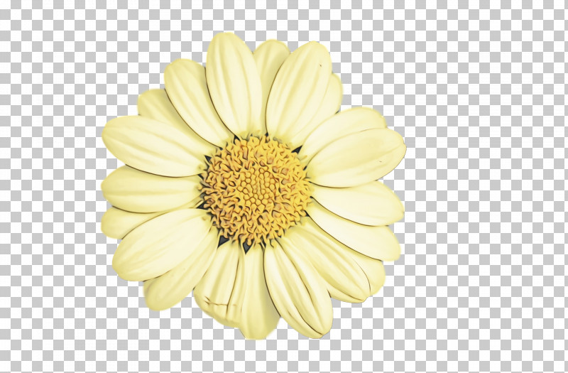Flower Bouquet PNG, Clipart, Color, Common Daisy, Cut Flowers, Daisy, Flower Free PNG Download