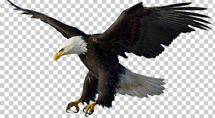 Bald Eagle Drawing PNG, Clipart, Accipitriformes, Art, Bald Eagle, Beak, Bird Free PNG Download