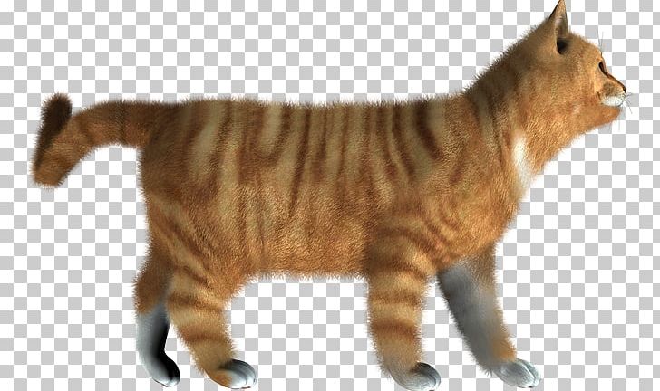 Cat Kitten Portable Network Graphics Desktop PNG, Clipart, Animal Figure, Animals, Carnivoran, Cat Like Mammal, Desktop Wallpaper Free PNG Download