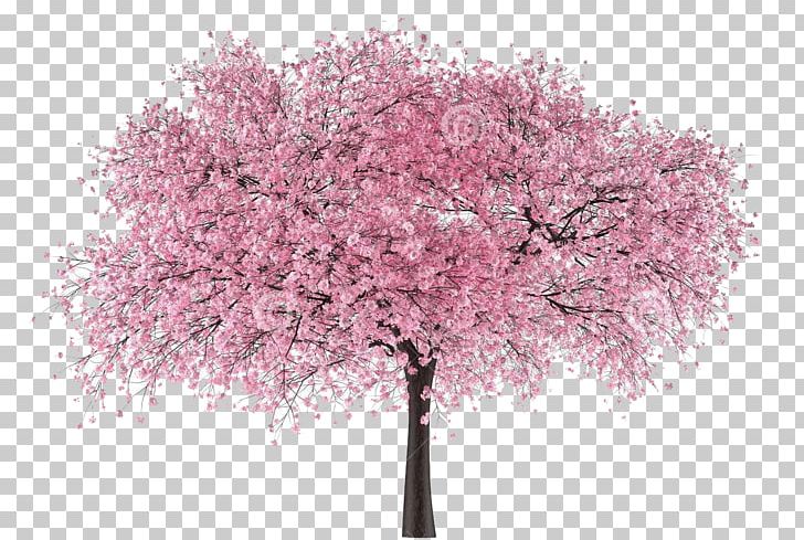 Cherry Blossom Portable Network Graphics Tree PNG, Clipart, Blossom, Branch, Cherries, Cherry Blossom, Desktop Wallpaper Free PNG Download
