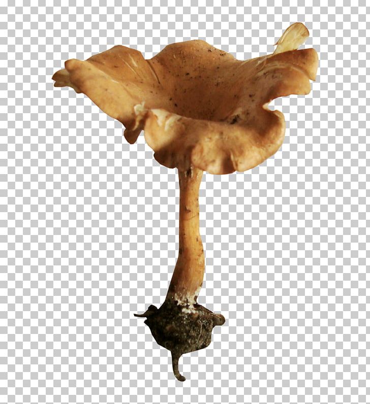 Edible Mushroom Fungus PNG, Clipart, Blog, Champignon, Clip Art, Computer Icons, Download Free PNG Download