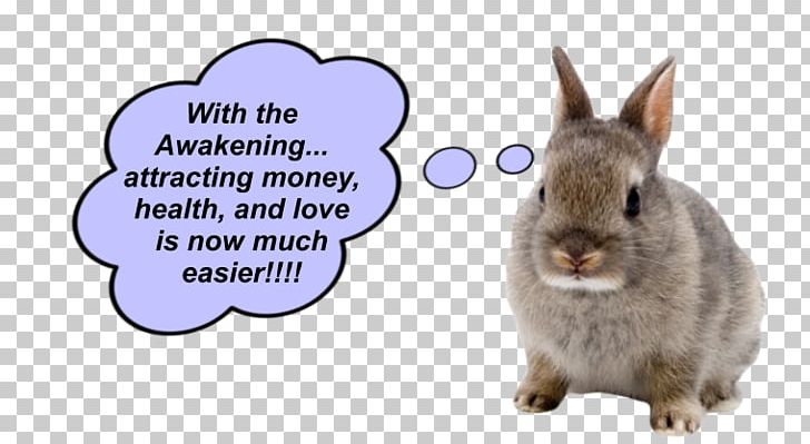 Netherland Dwarf Rabbit Holland Lop Pet PNG, Clipart, Breed, Breeder, Domestic Rabbit, Dwarf Rabbit, Fauna Free PNG Download