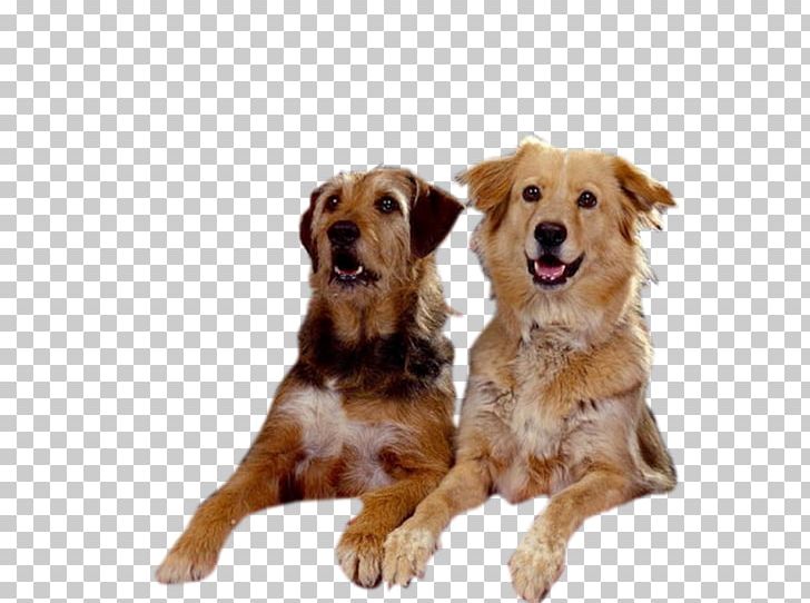 Nova Scotia Duck Tolling Retriever Golden Retriever Dog Breed Companion Dog PNG, Clipart, Animal, Breed, Breed Group Dog, Canal, Carnivoran Free PNG Download
