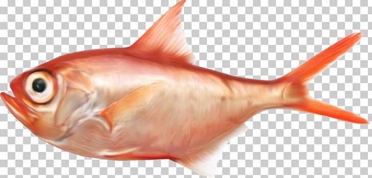 Saltwater Fish PNG, Clipart, Animaatio, Animal Source Foods, Bony Fish, Closeup, Coral Reef Fish Free PNG Download