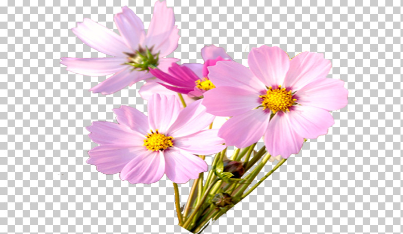 Garden Cosmos Chrysanthemum Marguerite Daisy Cut Flowers Annual Plant PNG, Clipart, Annual Plant, Argyranthemum, Biology, Chrysanthemum, Cut Flowers Free PNG Download