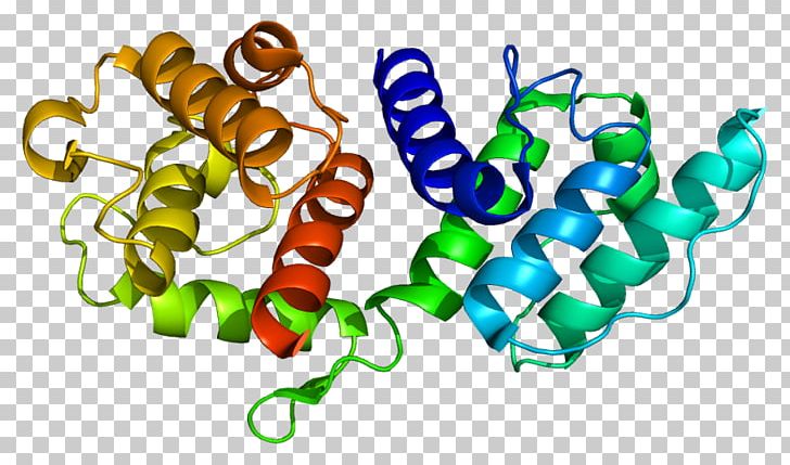 Actinin Alpha 3 Protein Skeletal Muscle PNG, Clipart, Actin, Actinbinding Protein, Actinin, Actinin Alpha 2, Actinin Alpha 3 Free PNG Download