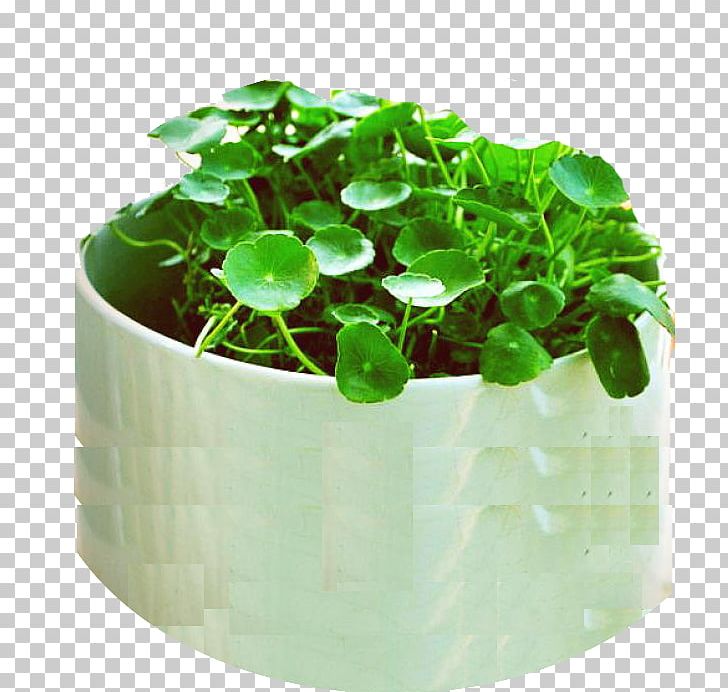 Centella Asiatica Leaf Herbaceous Plant Aquatic Plant Flower PNG, Clipart, 500, Aquatic Plants, Family Tree, Flower, Herbaceous Plant Free PNG Download