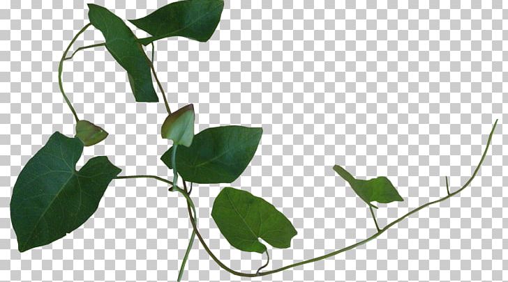 Liana Plant Ivy Leaf PNG, Clipart, Branch, Computer, Flora, Flower, Flowering Plant Free PNG Download