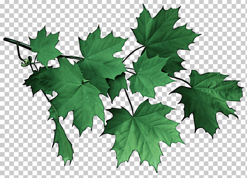 Maple Leaf PNG, Clipart, Black Maple, Flower, Grape Leaves, Leaf, Maple Leaf Free PNG Download