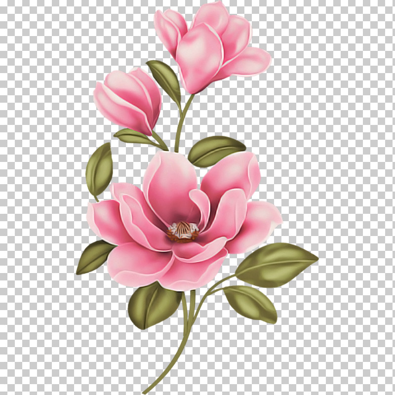 Flower Petal Pink Plant Cut Flowers PNG, Clipart, Blossom, Chinese Magnolia, Cut Flowers, Flower, Magnolia Free PNG Download