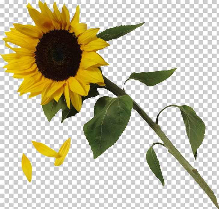 Common Sunflower PNG, Clipart, Clip Art, Common Sunflower, Daisy Family, David Sunflower Seeds, Flower Free PNG Download