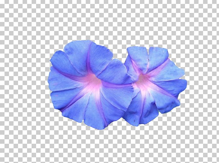 Flower Sacred Geometry Petal Drawing PNG, Clipart, Blue, Camila Salazar, Cobalt Blue, Cosmic Quark, Drawing Free PNG Download