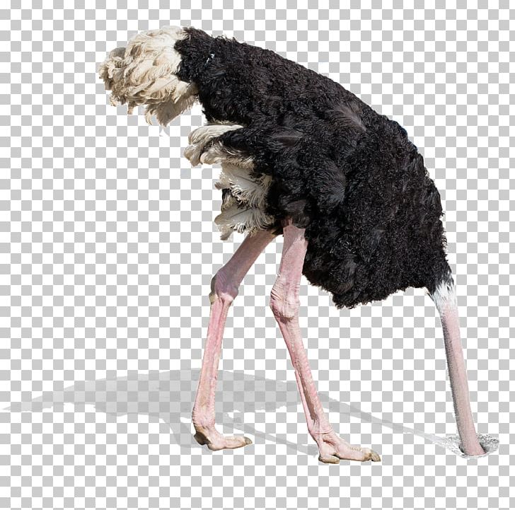 Common Ostrich Stock Photography Bird PNG, Clipart, Animals, Bird, Can Stock Photo, Cartoon, Common Ostrich Free PNG Download