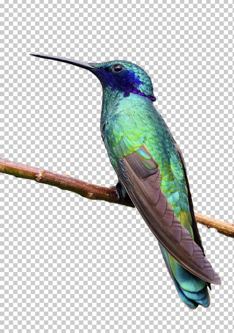 Feather PNG, Clipart, Beak, Feather, Hummingbirds Free PNG Download