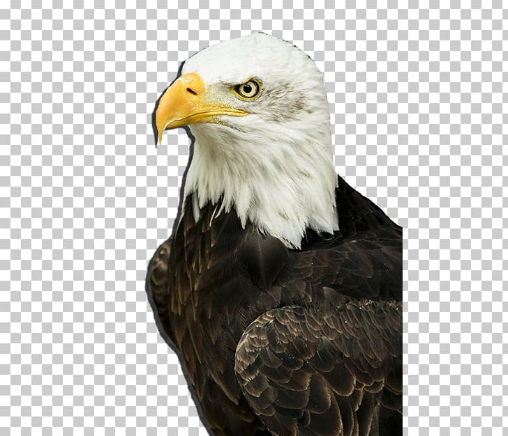 Bird Of Prey Bald Eagle Goose Duck PNG, Clipart, Accipitriformes, Animal, Bald Eagle, Beak, Bird Free PNG Download