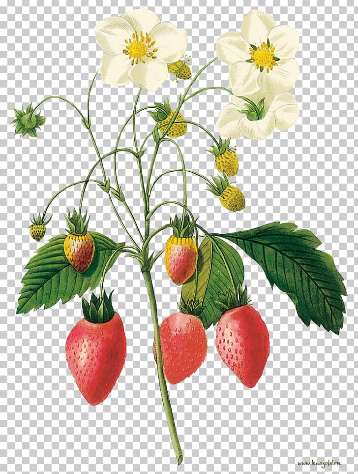 Botanical Illustration Botany Printmaking Botanical Illustrator Illustration PNG, Clipart, Flower, Food, Fruit, Fruit Nut, Hand Free PNG Download