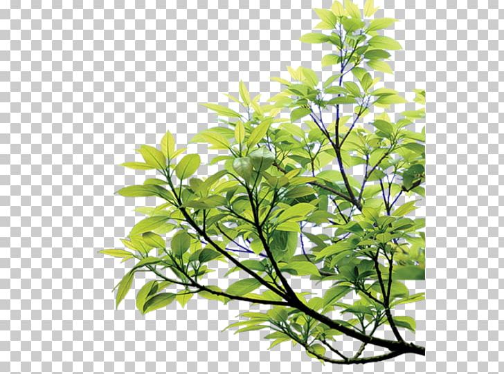Green Leaf PNG, Clipart, Blue, Branch, Color, Encapsulated Postscript, Evergreen Free PNG Download