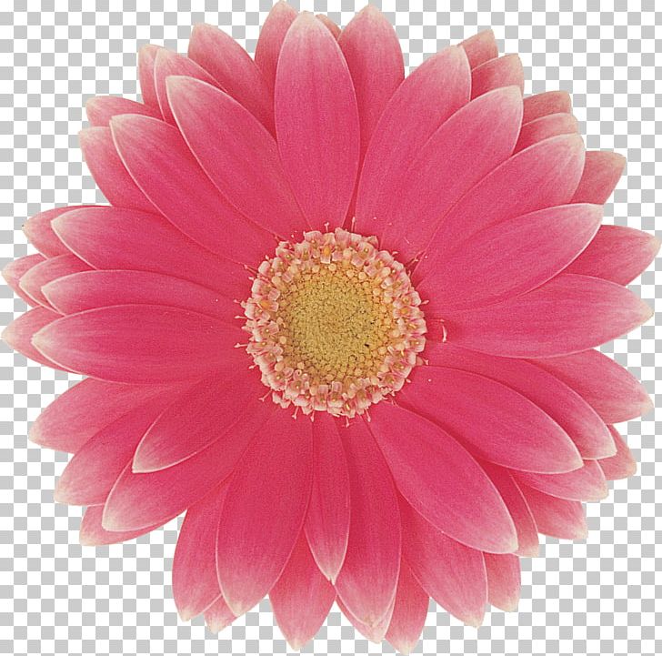 Transvaal Daisy Daisy Family Cut Flowers Wedding PNG, Clipart, Centrepiece, Chai, Chrysanthemum, Chrysanths, Color Free PNG Download