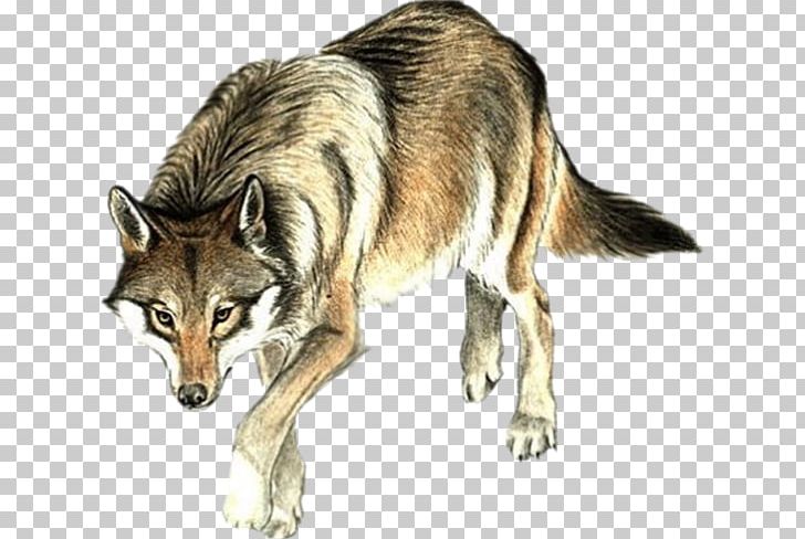 White Fang The Call Of The Wild Gray Wolf Balzac And The Little Chinese Seamstress Book PNG, Clipart, Animal, Author, Book, Call Of The Wild, Carnivoran Free PNG Download