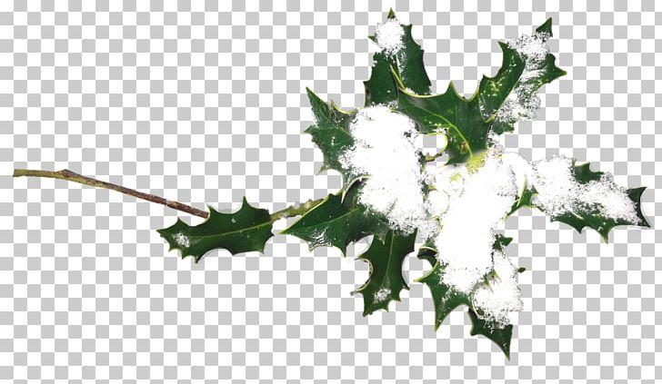Ilex Crenata Plant Christmas Holiday Holly PNG, Clipart, Aquifoliaceae, Aquifoliales, Branch, Christmas, Denizbank Free PNG Download