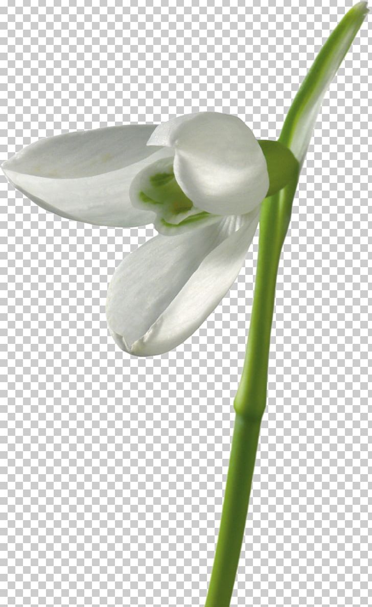 Snowdrop Flower Petal Snowflakes PNG, Clipart, Amaryllidaceae, Amaryllis, Cicek, Cicek Resimleri, Clip Art Free PNG Download