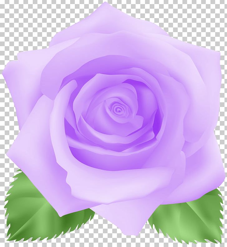 Garden Roses Cabbage Rose Floribunda Blue Rose PNG, Clipart, Blue Rose, Cut Flowers, Floral Design, Floribunda, Floristry Free PNG Download