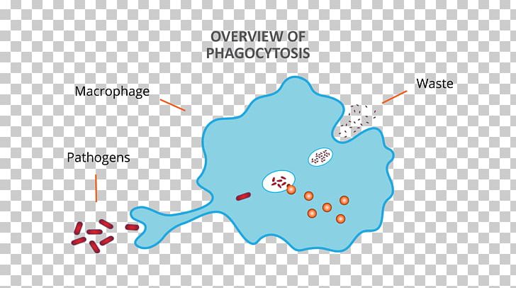 Phagocyte Macrophage Phagocytosis Diagram Lymphocyte PNG, Clipart, Adaptive Immune System, Area, Biology, Debris, Diagram Free PNG Download