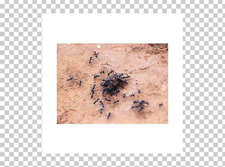Ant Soil PNG, Clipart, Ant, Miscellaneous, Others, Soil, Weniger Aber Besser Free PNG Download