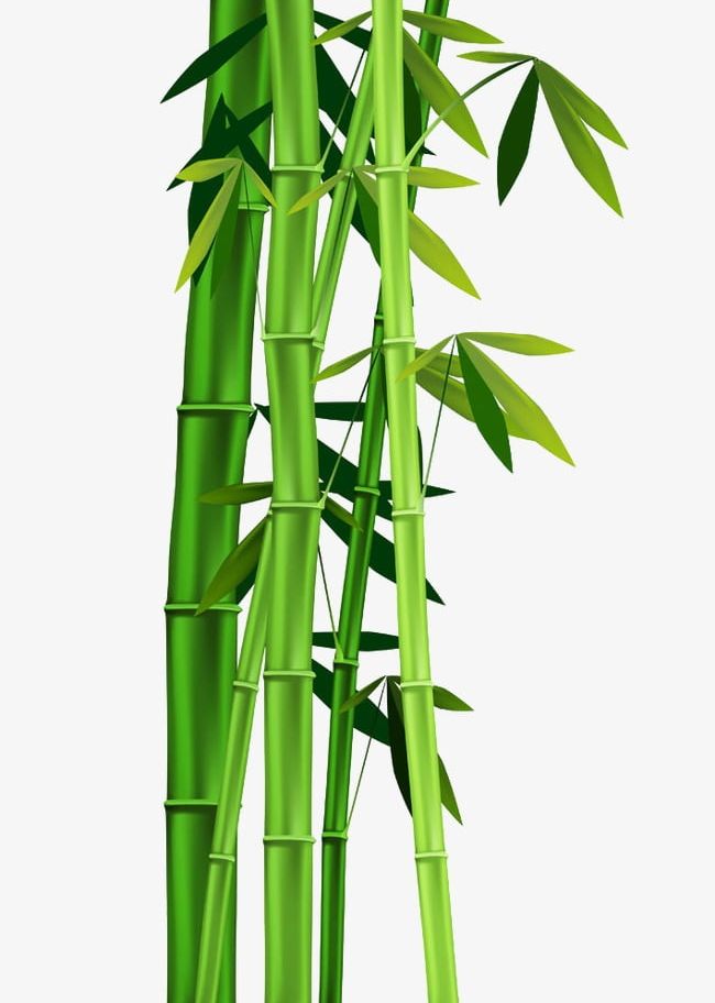 Bamboo Leaves PNG, Clipart, Bamboo, Bamboo Clipart, Bamboo Pattern, Cartoon, Cartoon Bamboo Image Free PNG Download