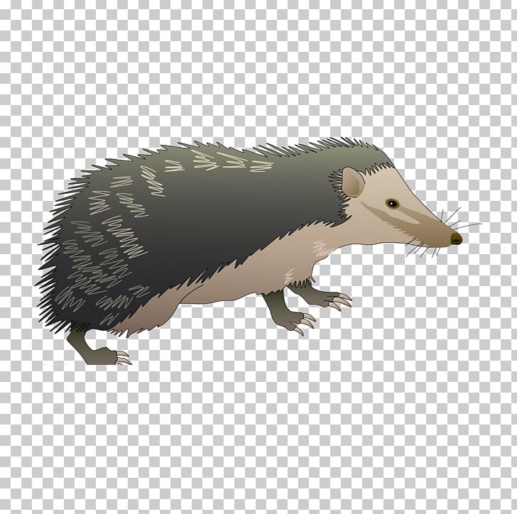 Hedgehog Euclidean Honey Badger PNG, Clipart, Animal, Animals, Badger, Balloon Cartoon, Cartoon Free PNG Download