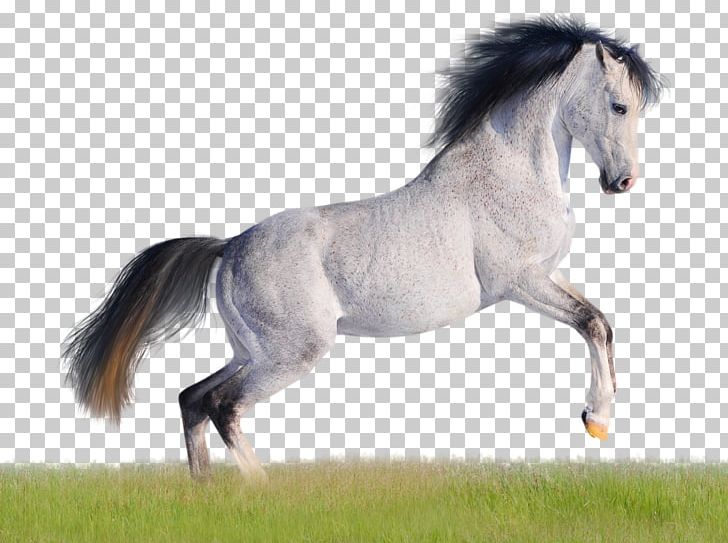 Mustang American Quarter Horse Arabian Horse Andalusian Horse Desktop PNG, Clipart, 4k Resolution, Animals, Black, Bridle, Grass Free PNG Download