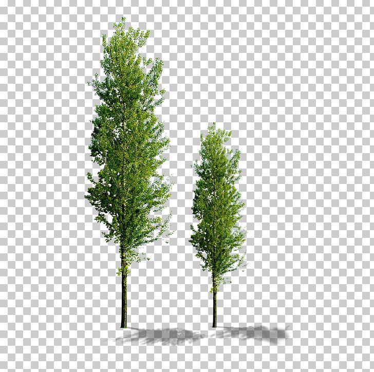 Tree Computer File PNG, Clipart, Branch, Computer File, Conifer, Decorative Material, Decorative Patterns Free PNG Download