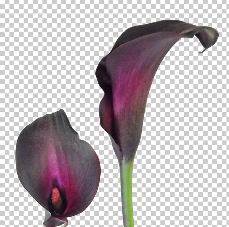 Arum-lily Easter Lily Tiger Lily Bulb Callalily PNG, Clipart, Arumlily, Black, Bulb, Calla Lily, Callalily Free PNG Download