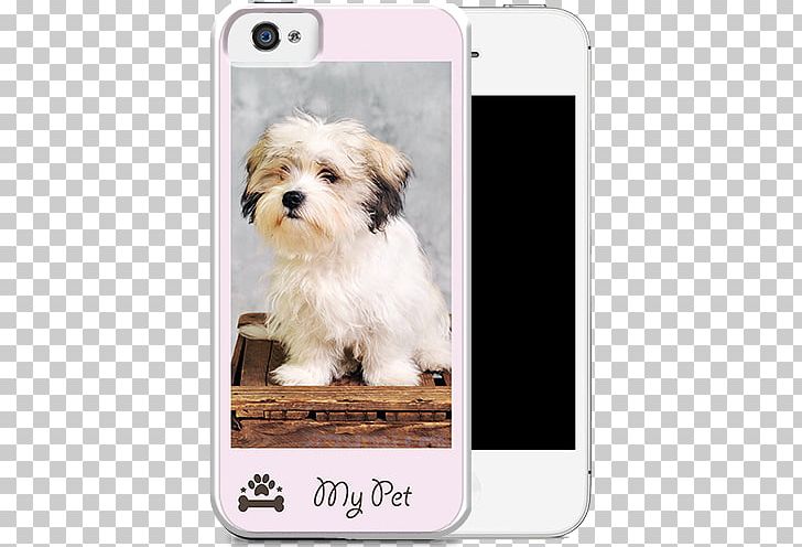 Havanese Dog Morkie Puppy Maltese Dog Shih Tzu PNG, Clipart, Animals, Carnivoran, Companion Dog, Dog, Dog Breed Free PNG Download