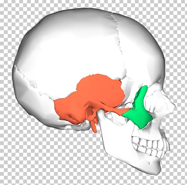 Medial Pterygoid Muscle Lateral Pterygoid Muscle Pterygoid Processes Of The Sphenoid Anatomy Sphenoid Bone PNG, Clipart, Anatomy, Bone, Fantasy, Foramen Magnum, Hand Free PNG Download