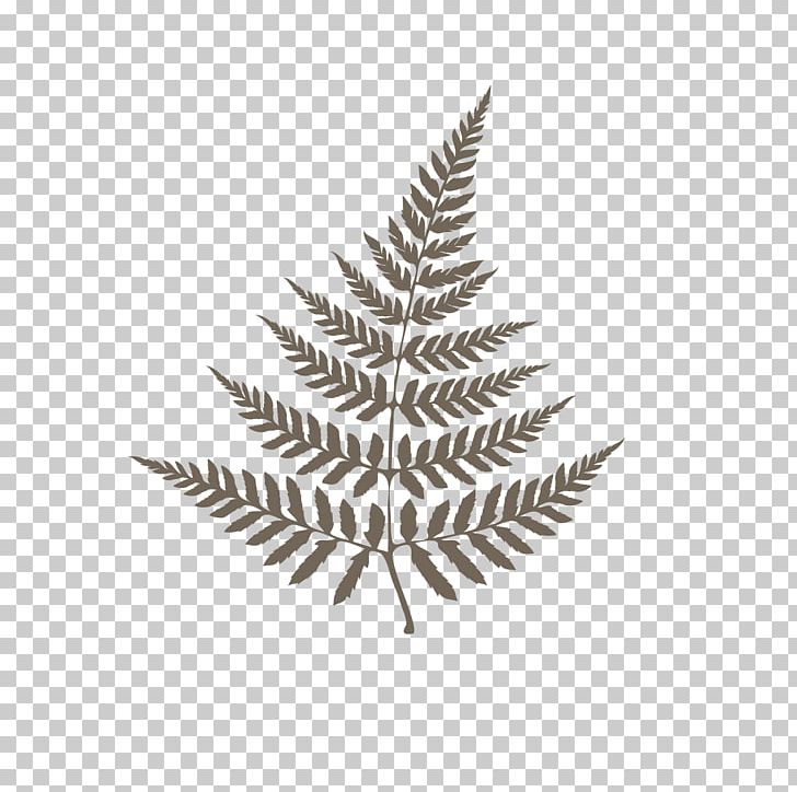 Photographer Monochrome Photography Perak Fern & Co PNG, Clipart, Amp, Black And White, Branch, Bridestory, Conifer Free PNG Download