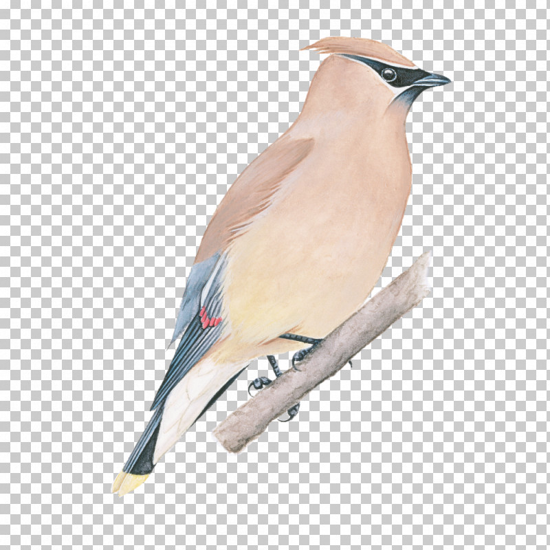 Bird Cedar Waxwing Waxwing Beak Perching Bird PNG, Clipart, Beak, Bird, Cedar Waxwing, Perching Bird, Waxwing Free PNG Download