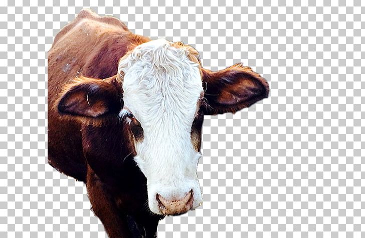Dairy Cattle Calf Snout PNG, Clipart, Calf, Cattle, Cattle Like Mammal, Cow Goat Family, Dairy Free PNG Download