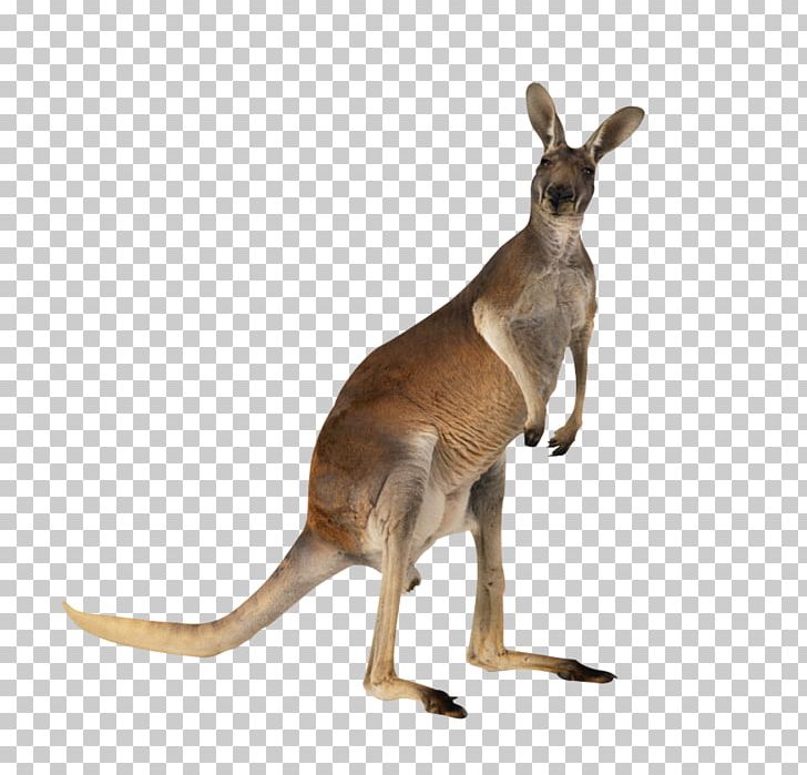 Kangaroo Meat Australian-English PNG, Clipart, Animal, Animals, Anthea Bickerton, Australia, Australia Kangaroo Free PNG Download